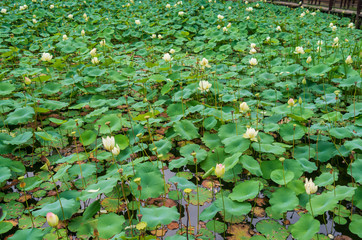Lotus bloom on pond