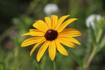 Black-eyed Susan flower in the park