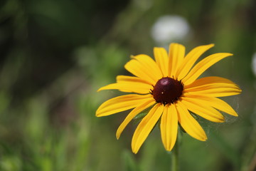 Obraz premium Black-eyed Susan flower in the park