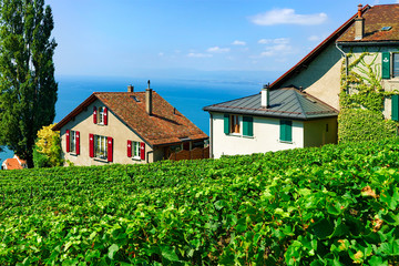 Fototapeta na wymiar Chalets Vineyard Terrace hiking trail of Lavaux Switzerland