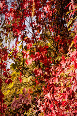 Red leaves on the tree. Autumn