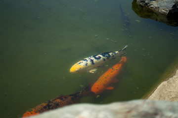 Koi in Japanese garden