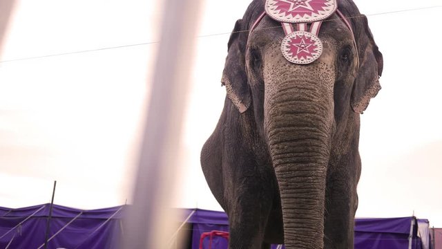 Locked down shot of circus elephant from behind safety railing - color graded version