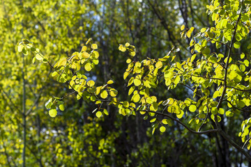 Bright aspen leaves in contrast