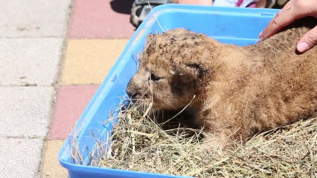 The newborn cub of a lion crawls and looks for his mother.