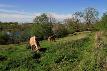 Pferde auf einer Wiese am See im Frühling