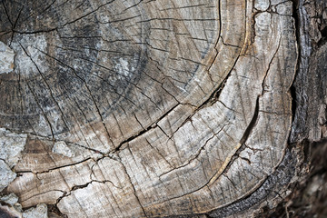 Fototapeta premium The texture of the tree stump. The view from the top.