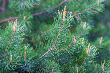 Young pine branches