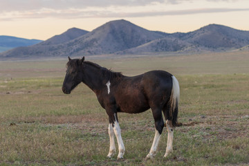 Fototapeta na wymiar Wild Horse in Utah in Summer