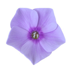 flower lilac purple  phlox isolated on white background. Close-up. Nature.