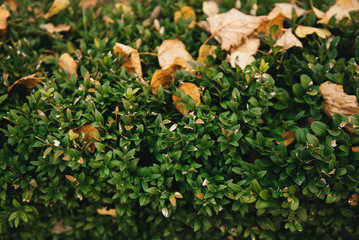 Background of green and yellow leaves, selective focus