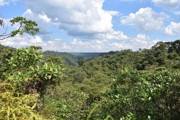 Fototapeta na wymiar Over the Rainforest