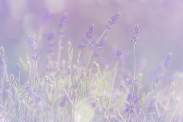 Fototapeta na wymiar Lavendel im Dunst, romantisch