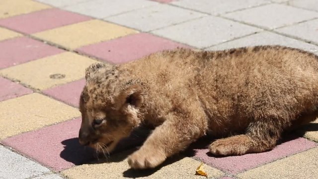 The newborn cub of a lion crawls and looks for his mother.