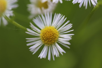 Obraz premium Annual white top eastern daisy fleabane