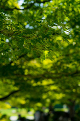 Green Plants in Gardens