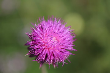 A lonely purple thistle in the prairie