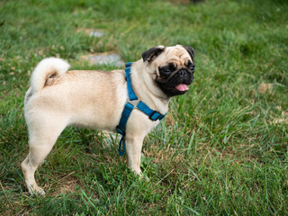 cute domestic pug dog standing on grass