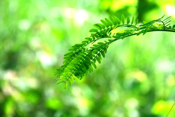 Fototapeta premium green leaves background at village area
