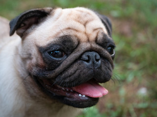 cute close-up shot of pug dog muzzle