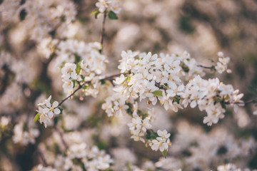 Tree branch in white bloom