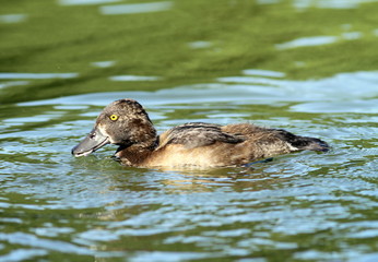 Dzikie kaczki na jeziorze © shutterfil77