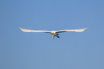 Great egret in flight