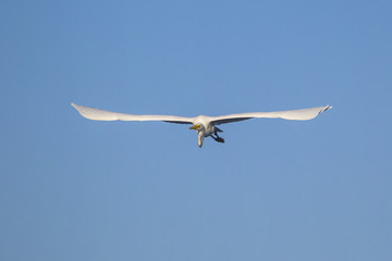 Great egret in flight