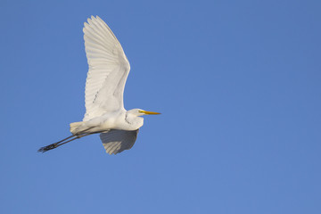 Great egret in flight