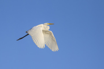 Great egret in flight