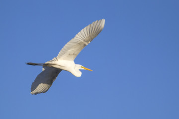 Great egret in flight