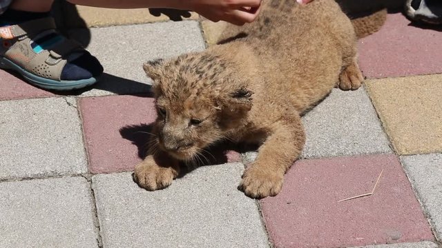 The newborn cub of a lion crawls and looks for his mother.