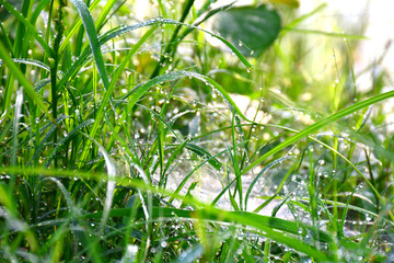 dews giving amazing look on greel leaves moring time in agricultural fields