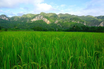A green field in Viñales, Cuba
