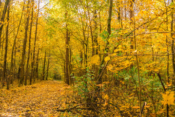 Fototapeta premium Autumn forest road