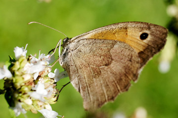 Schmetterling