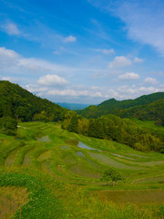 It is a rice terrace in Japan. This rice paddy raises rice with a rice field made on the slope. Green is shining and it is very beautiful.