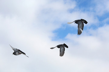 Pigeon against the blue sky
