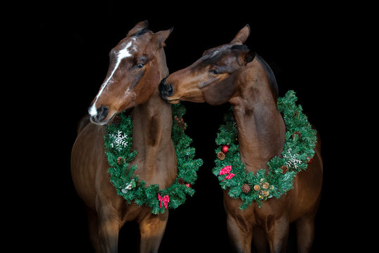 Two bay horses with christmas wreath isolated on black background