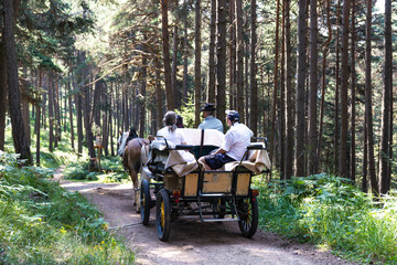 Carrozza nel bosco in Trentino Alto Adige