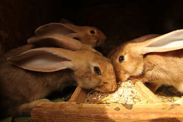 hodowla królików - obrazy, fototapety, plakaty