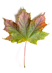 autumn fallen maple leave isolated on white background, cut out with clipping path