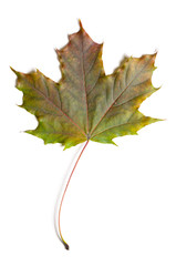 autumn fallen maple leave isolated on white background, cut out with clipping path