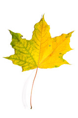 autumn fallen maple leave isolated on white background, cut out with clipping path