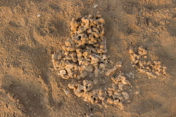 Interesting structures created by the wind from the sand on the Mediterranean coast