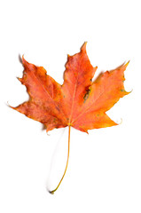 autumn fallen maple leave isolated on white background, cut out with clipping path