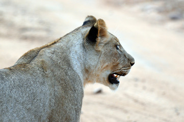 lionne en chasse