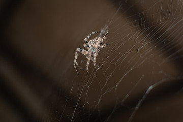 Spider Araneus (garden-spider) kind araneomorph spiders of the family of Orb-web spiders (Araneidae) on the web