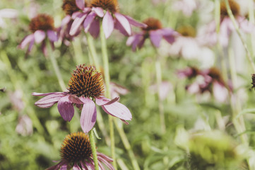 Echinachea