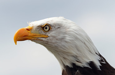 Fototapeta premium Close up of a Bald Eagle 